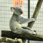 koala-02