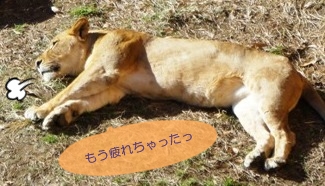 Soraの欠片