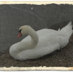swan-002