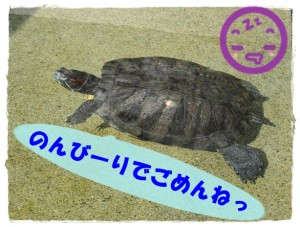 turtle-01