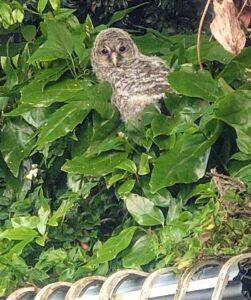 野生のフクロウの赤ちゃん